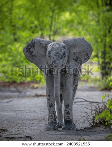 Picture in Botswana for baby elephant look at the camera