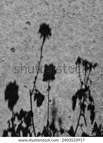 Black and white art with Summer Plant shadows on the ground. BNW artwork. Vertical photo can used notebook print and card cover.  