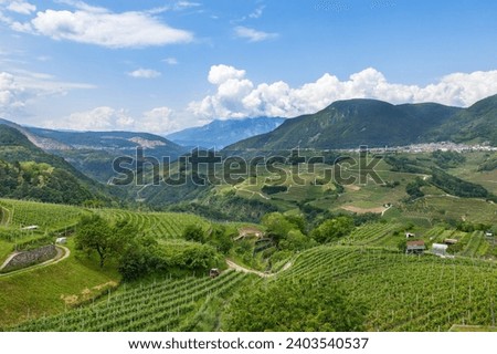 mountain vineyards in the Trento region, northern Italy