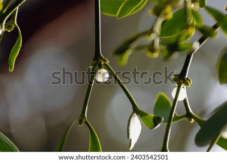 Branch of mistletoe with white berries, viscum album