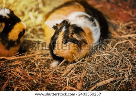 Cute Red and White Guinea Pig Close-up. Little Pet in its House. guinea pig in the hay.
