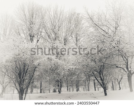 snow on the trees, incredible beauty, a fairy tale