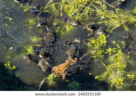 Three frogs in a pond between the frogspawn, Rana temporaria, the frogs are also known as the European common frog or European grass frog.  Royalty-Free Stock Photo #2403551189