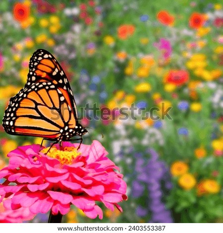 butterfly on flower. Image of a butterfly on flower with blurry background
