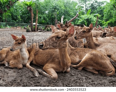 Mother and baby deer are sitting relaxed on the ground