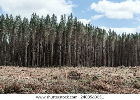 Logging operation site. Radiata pine forestry plantation recultivation.