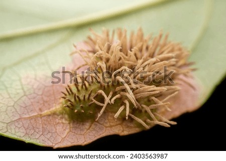 Begonia rust disease on  the leaves of wild plants