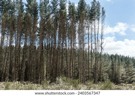 Logging operation site. Radiata pine forestry plantation recultivation.