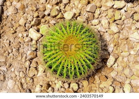 Cactus desert plants in Saudi Arabia Royalty-Free Stock Photo #2403570149