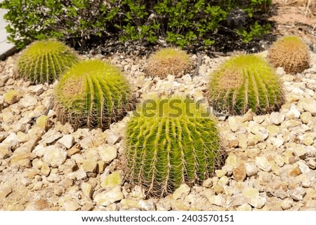 Cactus desert plants in Saudi Arabia Royalty-Free Stock Photo #2403570151