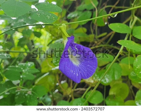 The butterfly pea flower, scientifically known as Clitoria ternatea, is a plant native to Southeast Asia. It is commonly grown for its vibrant blue flowers.