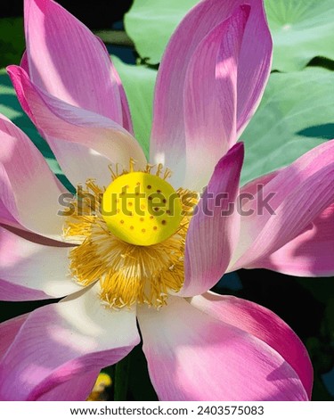 gorgeous picture of a lotus full HD 4K