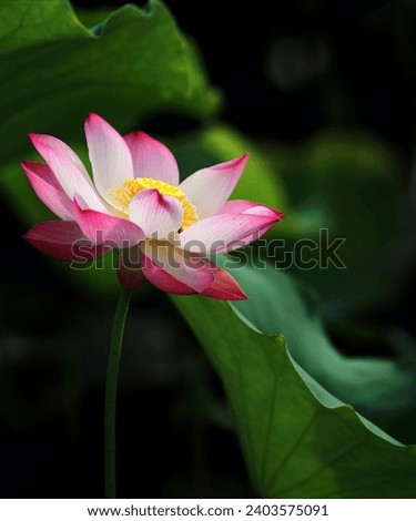 gorgeous picture of a lotus full HD 4K