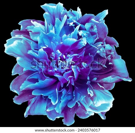 Blue-purple  peony flower  on  black  isolated background with clipping path. Closeup. For design. Nature.