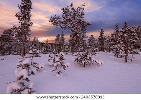 Snowy pine forest covered with snow after snowstorm. The picture was taken in the Innerdalen ( Innset), Norway