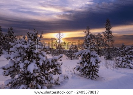 Snowy pine forest covered with snow after snowstorm. The picture was taken in the Innerdalen ( Innset), Norway