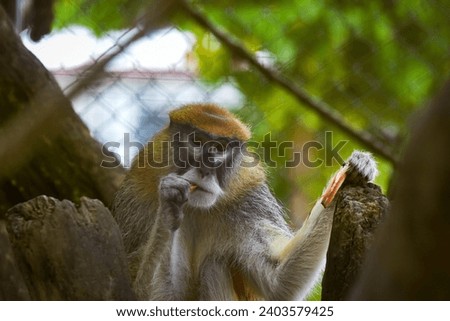 a monkey eating inside a zoo 