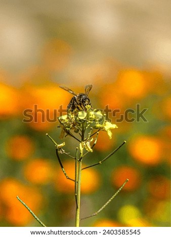 A picture showing a bee on a yellow flower, highlighting delicate details and vibrant yellow color. A moment of natural interaction reflecting the charm and life of insects in the environment