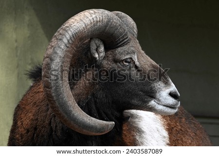 Head shot of male European mouflon, from the side Royalty-Free Stock Photo #2403587089