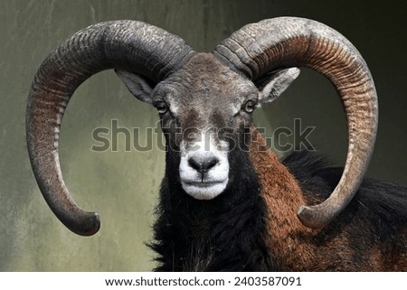 Head shot of male European mouflon facing camera Royalty-Free Stock Photo #2403587091