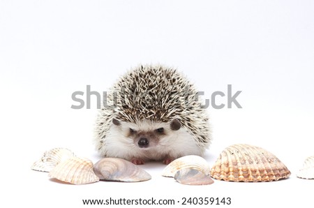 cute hedgehog baby background