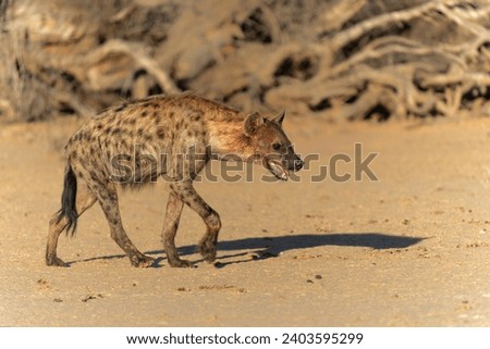 Spotted Hyena (Crocuta crocuta) searching for food in the dry red dunes of the Kgalagadi Transfrontier Park in South Africa