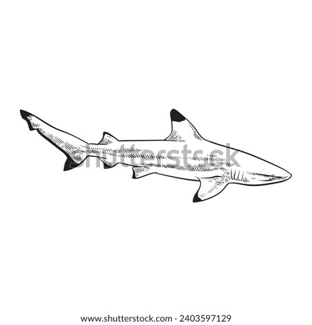  Black and white blacktip reef shark ,Hand drawn vector illustration. Royalty-Free Stock Photo #2403597129