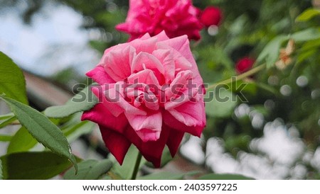 The rose flower blooms on the plant.
