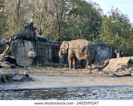 Eating elephant in the Artis Zoo in Amsterdam Royalty-Free Stock Photo #2403599247