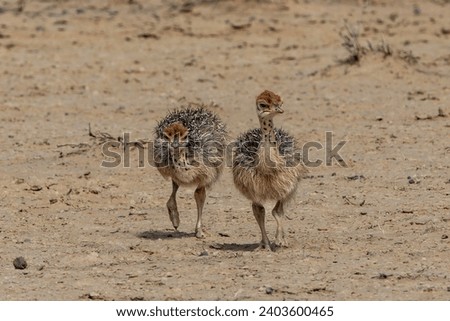 Ostrich (Struthio camelus) family with chicks searching for food in the Kgalagadi Transfrontier Park in the red sand dunes of the Kalahari Desert in South Africa