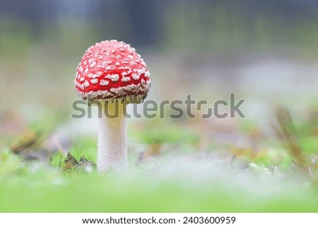 Young Amanita Muscaria, Known as the Fly Agaric or Fly Amanita: Healing and Medicinal Mushroom with Red Cap Growing in Forest. Can Be Used for Micro Dosing, Spiritual Practices and Shaman Rituals Royalty-Free Stock Photo #2403600959