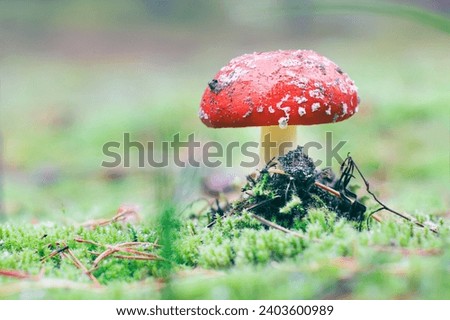 Amanita Muscaria, Known as the Fly Agaric or Fly Amanita: Healing and Medicinal Mushroom with Red Cap Growing in Forest. Can Be Used for Micro Dosing, Spiritual Practices and Shaman Rituals Royalty-Free Stock Photo #2403600989