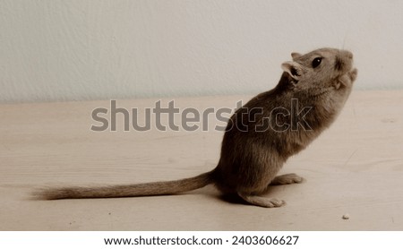Brown gerbil standing on hind legs, open-mouthed, against a wall