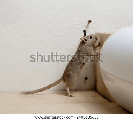 Brown gerbil standing on hind legs, open-mouthed, against a wall