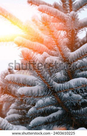 Branches blue spruce with sunlight breaking through at sunset are covered with snow