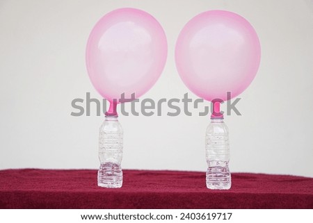 Two pink balloons on top of bottles. Concept, science experiment about reaction of chemical substance, vinegar and baking soda that cause balloon inflat. Last step of experiment                        Royalty-Free Stock Photo #2403619717