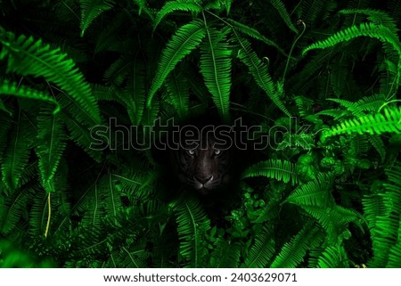 A tiger hidden in the shadow of a bush staring at its prey.
