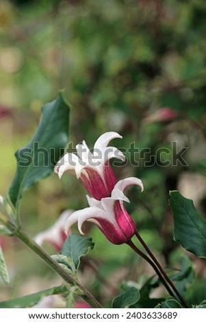 Closeup of two Clematis Texensis blooms, Derbyshire England
 Royalty-Free Stock Photo #2403633689