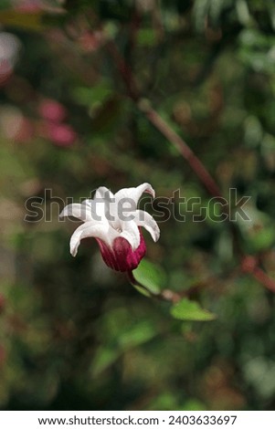 Closeup of a single Clematis Texensis bloom, Derbyshire England
 Royalty-Free Stock Photo #2403633697