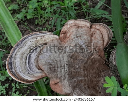 Ganoderma mushrooms are effective in curing various diseases and can easily be found on dead trees 