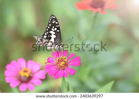 Butterflies and flowers refresh the morning, warm atmosphere, nature, happy all day.