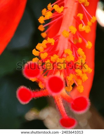 Joba Flower In Morning Images