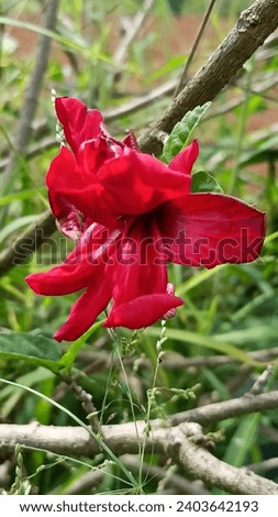 Red Flower In Morning Images