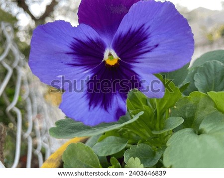 The garden pansy Viola wittrockiana is a type of polychromatic large-flowered hybrid plant cultivated as a garden flower.