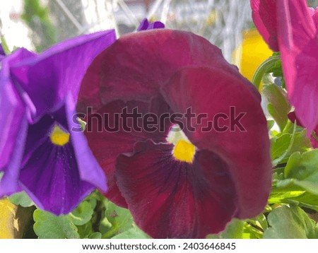 The garden pansy Viola wittrockiana is a type of polychromatic large-flowered hybrid plant cultivated as a garden flower.