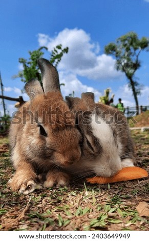 Two cute rabbits fighting to eat carrots in a park with green grass.
