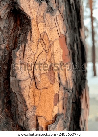 Pine bark in the form of an amazing magical mosaic. Beautiful natural color and patterns. Bright winter picture.