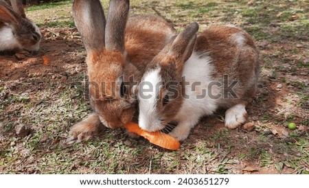 Two cute rabbits fighting to eat carrots in a park with green grass.