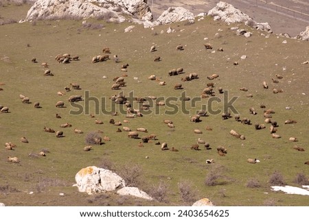 A herd of sheep grazes in the mountains with dry grass. Azerbaijan.
