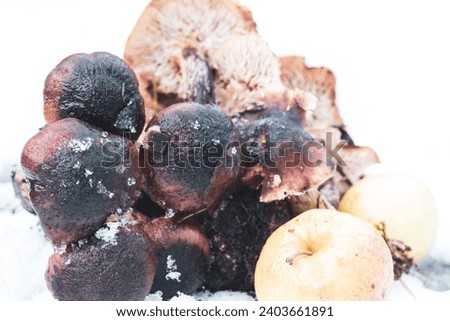 composition of mushrooms in the snow in winter. concept of white and snow.CHristmas.2023
